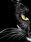 pic for black cat
